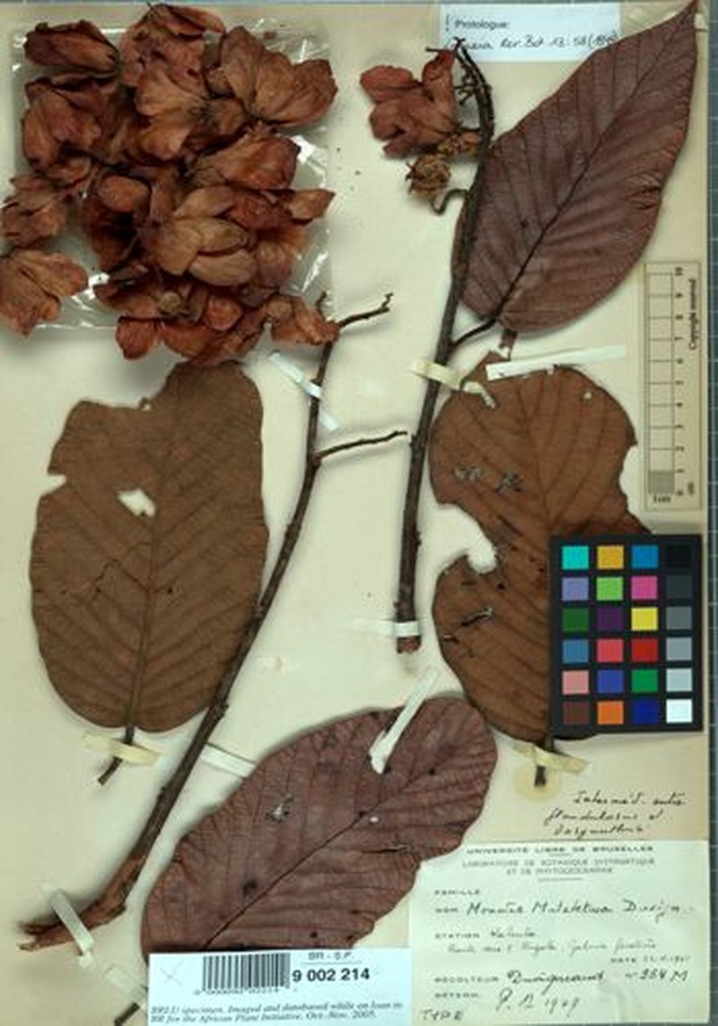 Monotes dasyanthus var. mutetetwa