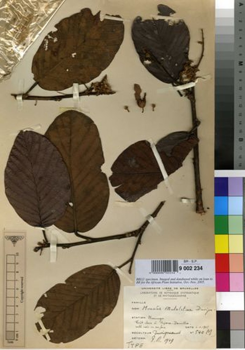 Monotes dasyanthus var. mutetetwa photo 2