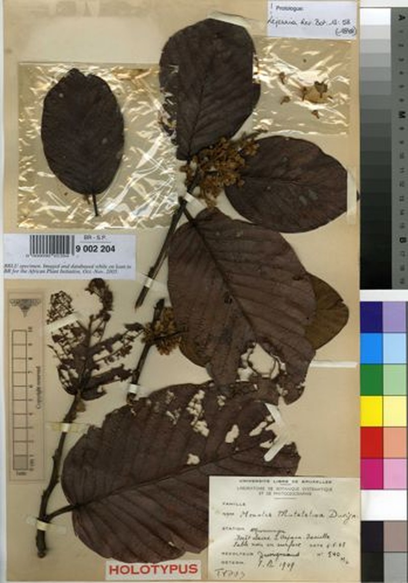 Monotes dasyanthus var. mutetetwa photo 3