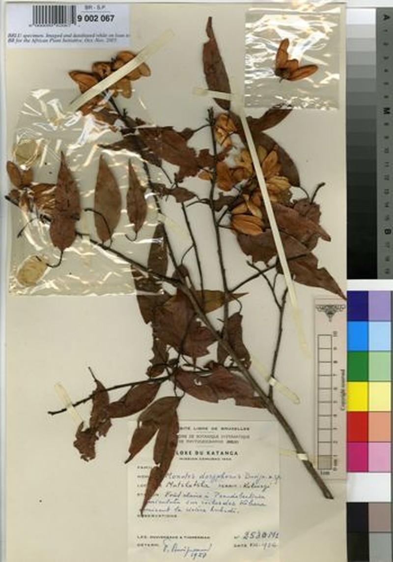 Monotes doryphorus photo 2