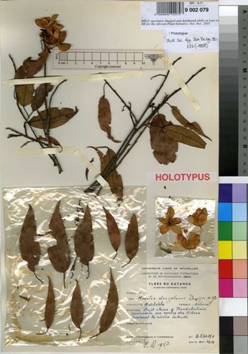 Monotes doryphorus photo 4
