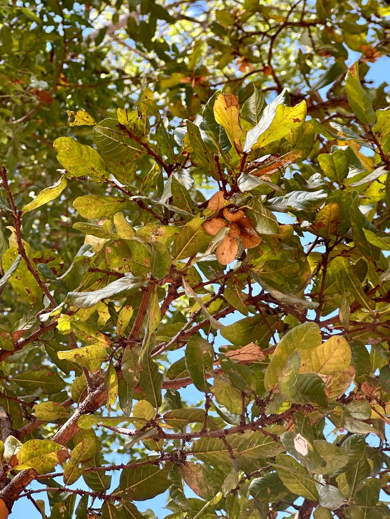 Monotes glaber photo 6