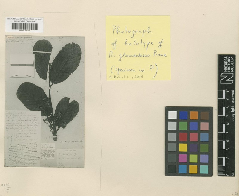 Monotes glandulosus