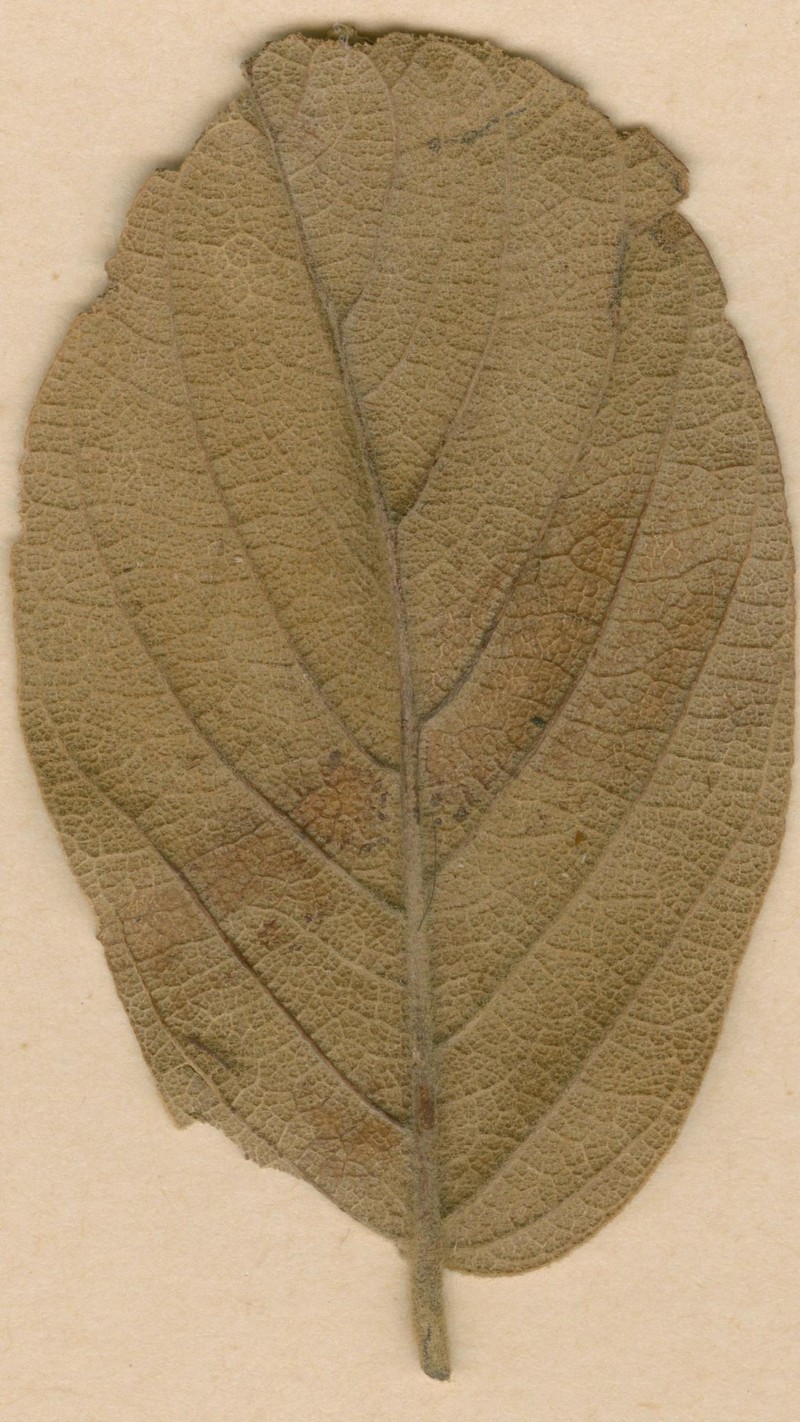 Monotes gossweileri
