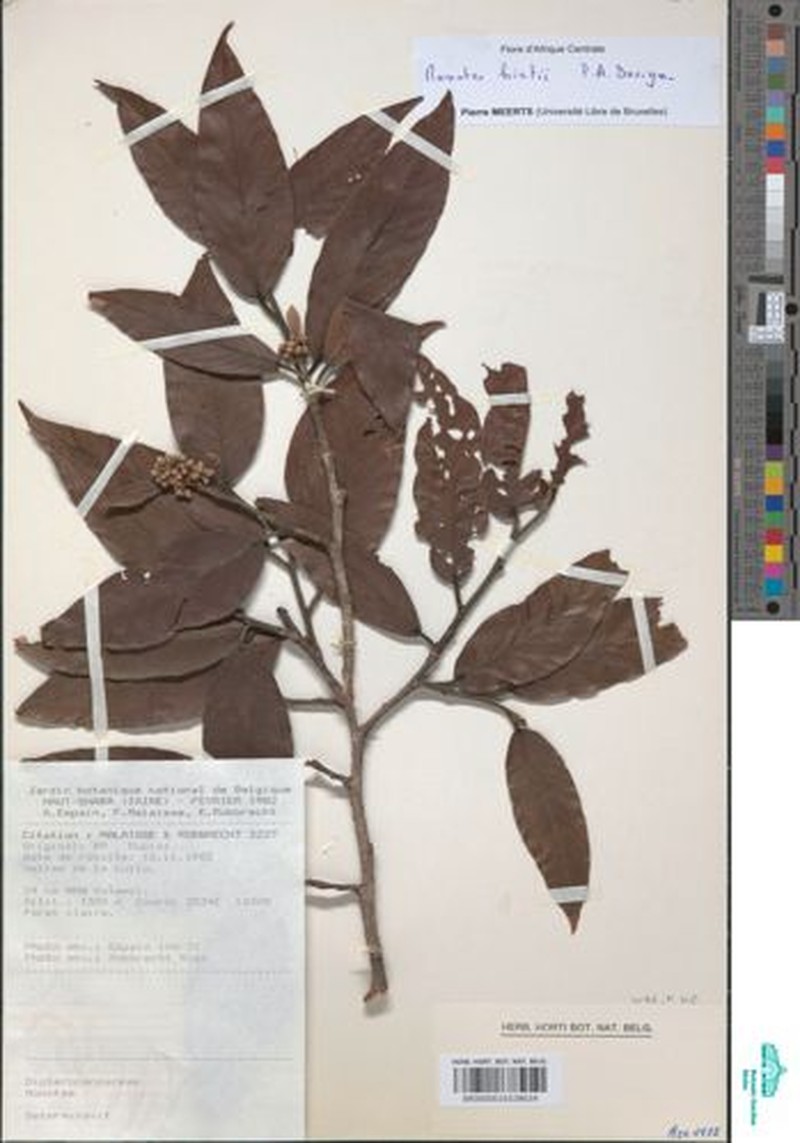 Monotes hirtii
