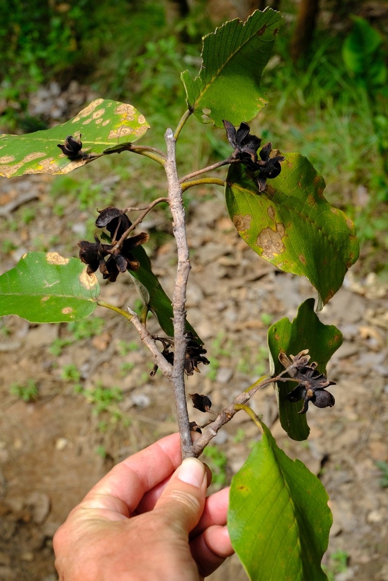 Monotes hypoleucus photo 2