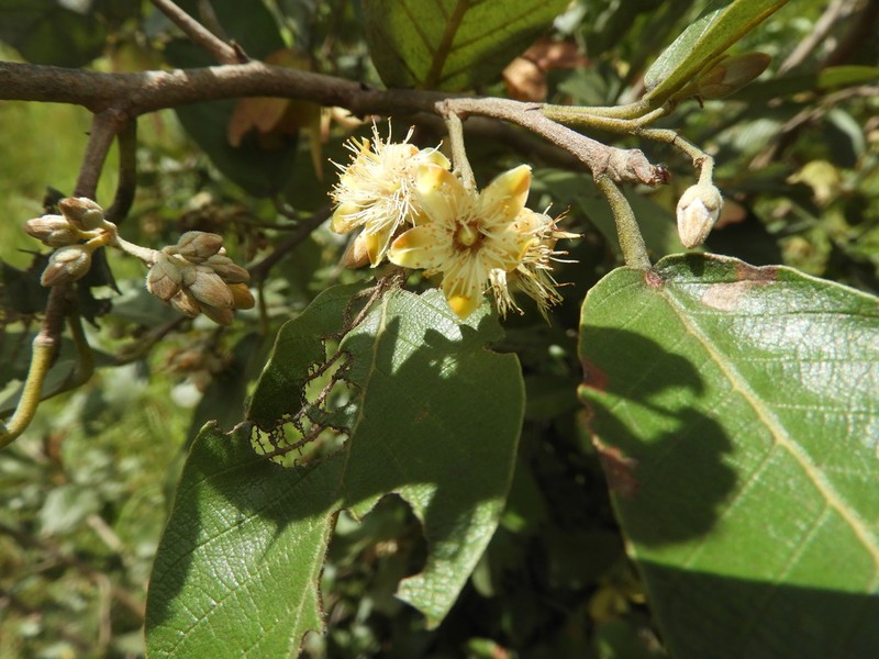 Monotes hypoleucus photo 4