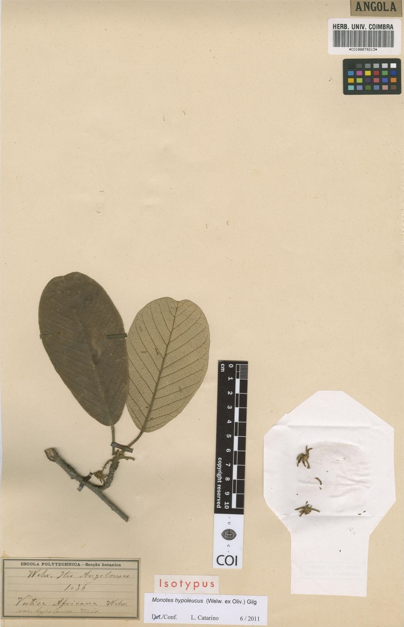 Monotes hypoleucus