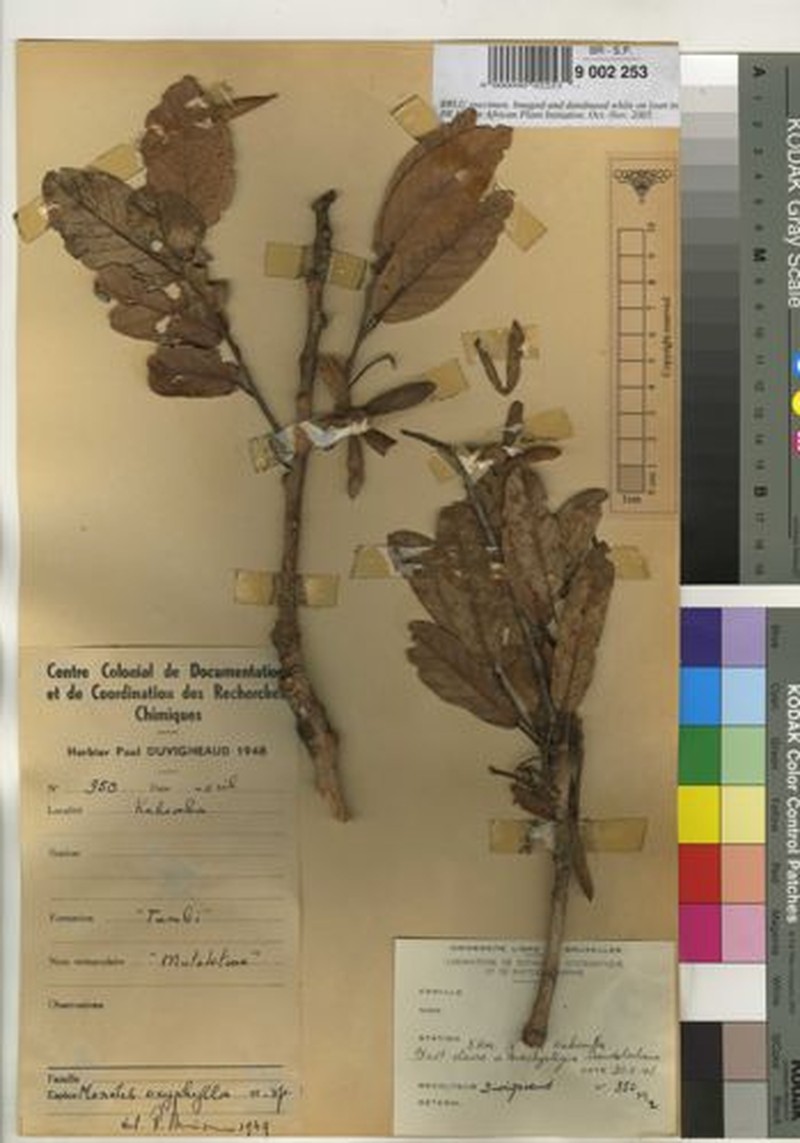 Monotes hypoleucus f. oxyphyllinus
