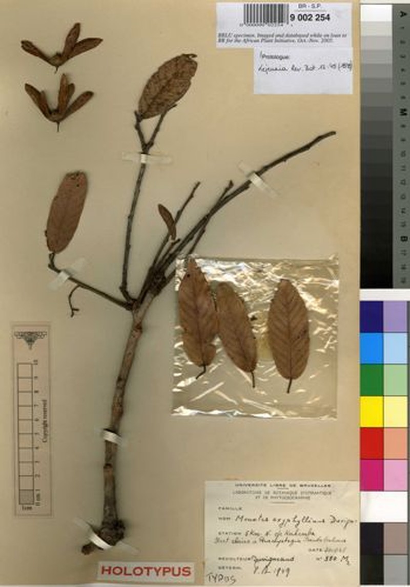 Monotes hypoleucus f. oxyphyllinus photo 3