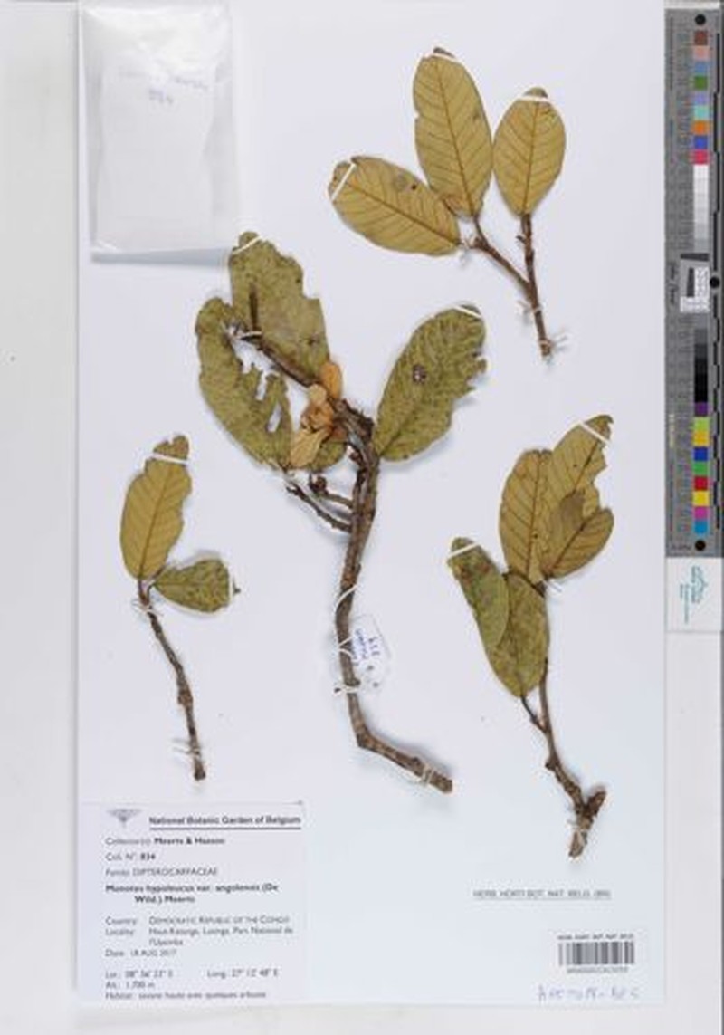 Monotes hypoleucus var. angolensis photo 3