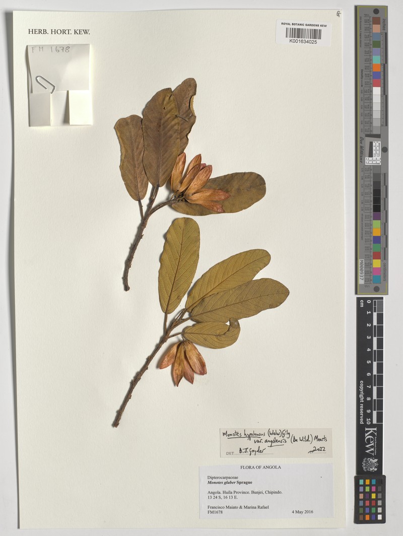 Monotes hypoleucus var. angolensis photo 4