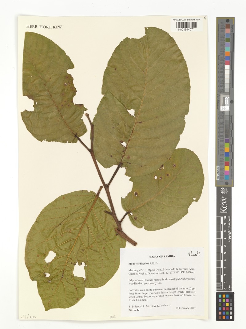 Monotes hypoleucus var. discolor photo 2