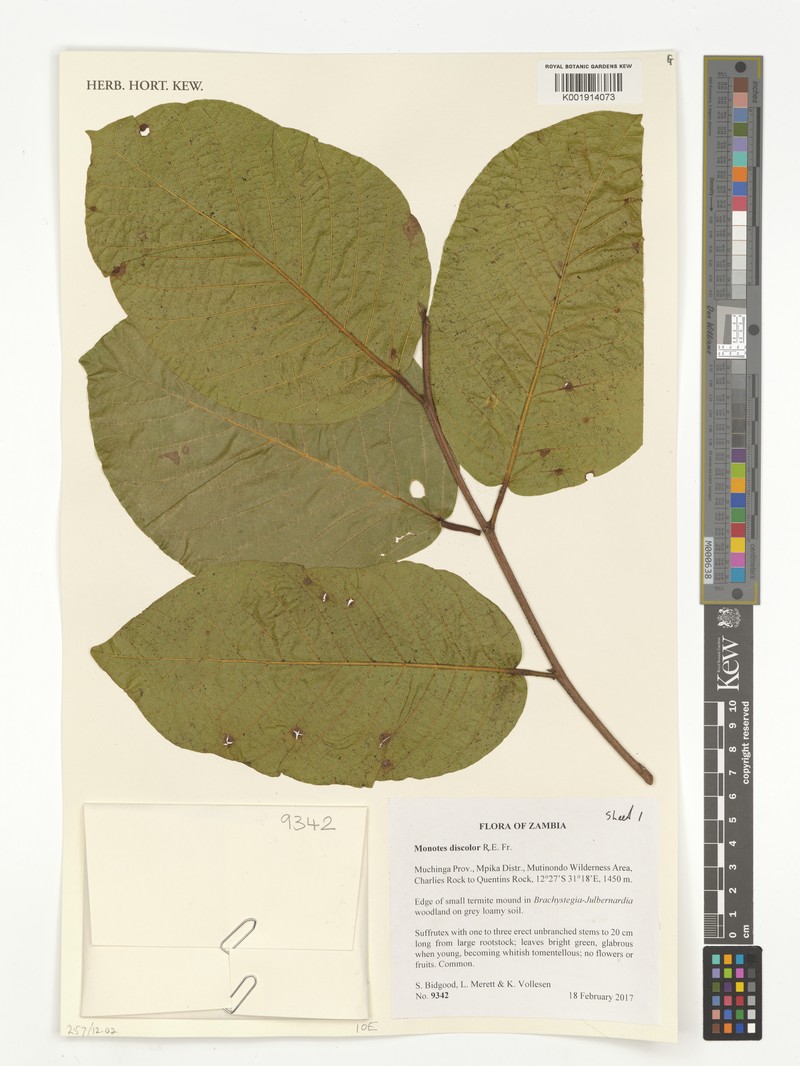 Monotes hypoleucus var. discolor photo 3