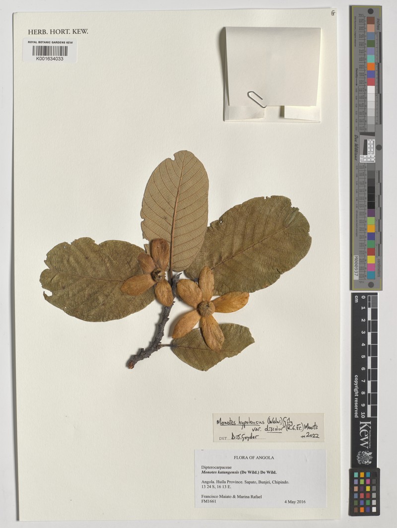 Monotes hypoleucus var. discolor photo 4