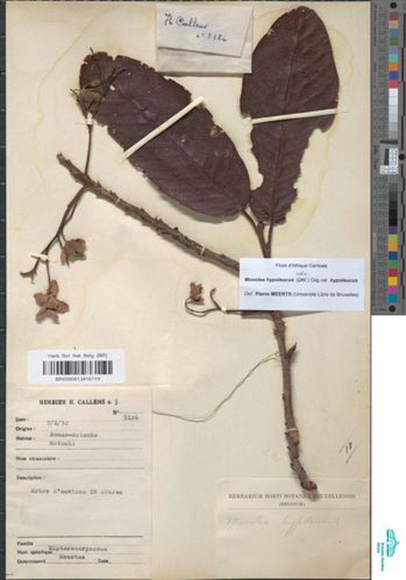 Monotes hypoleucus var. hypoleucus