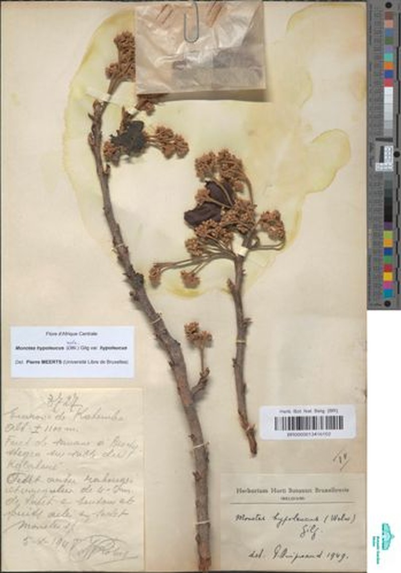 Monotes hypoleucus var. hypoleucus photo 2
