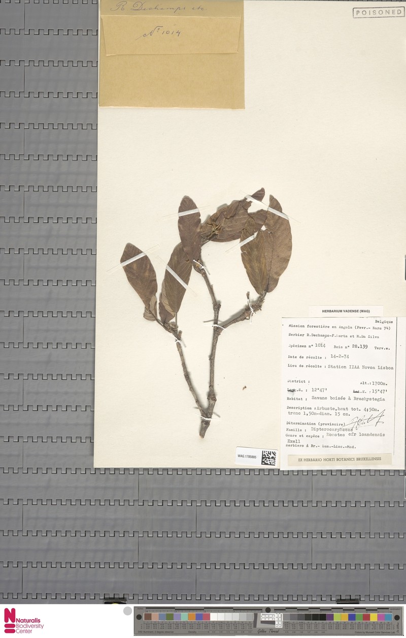 Monotes hypoleucus var. loandensis