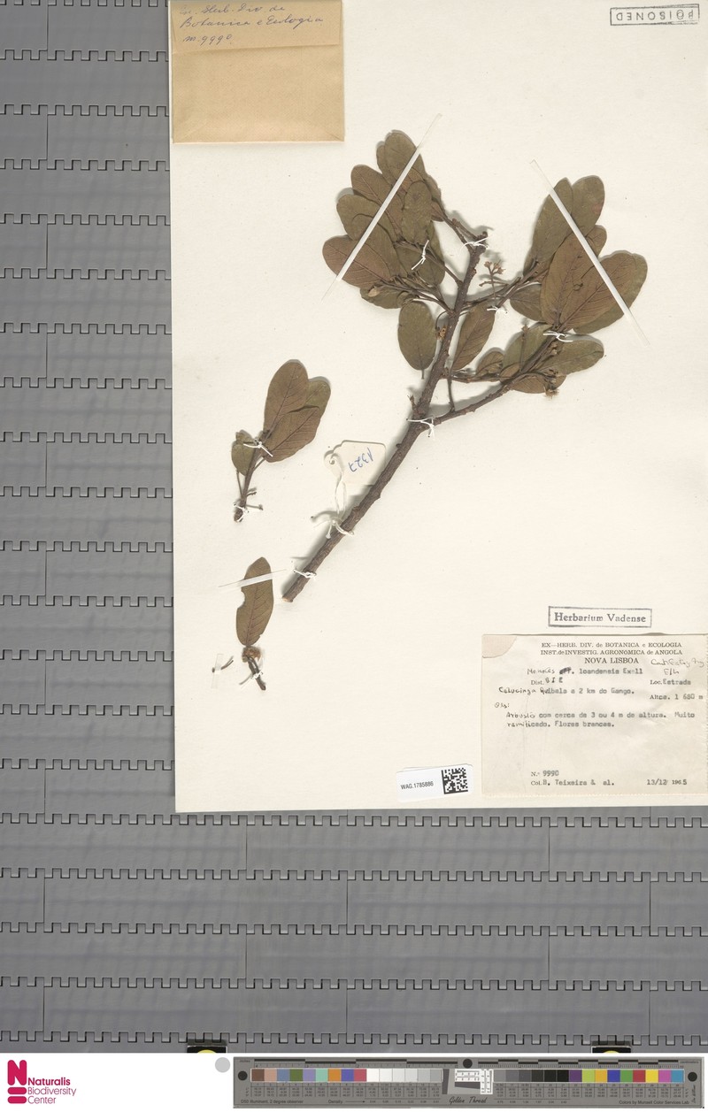 Monotes hypoleucus var. loandensis photo 2
