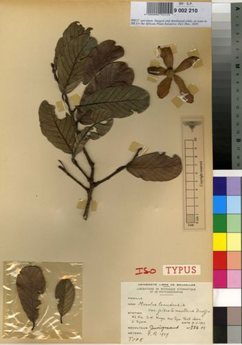 Monotes hypoleucus var. loandensis photo 3