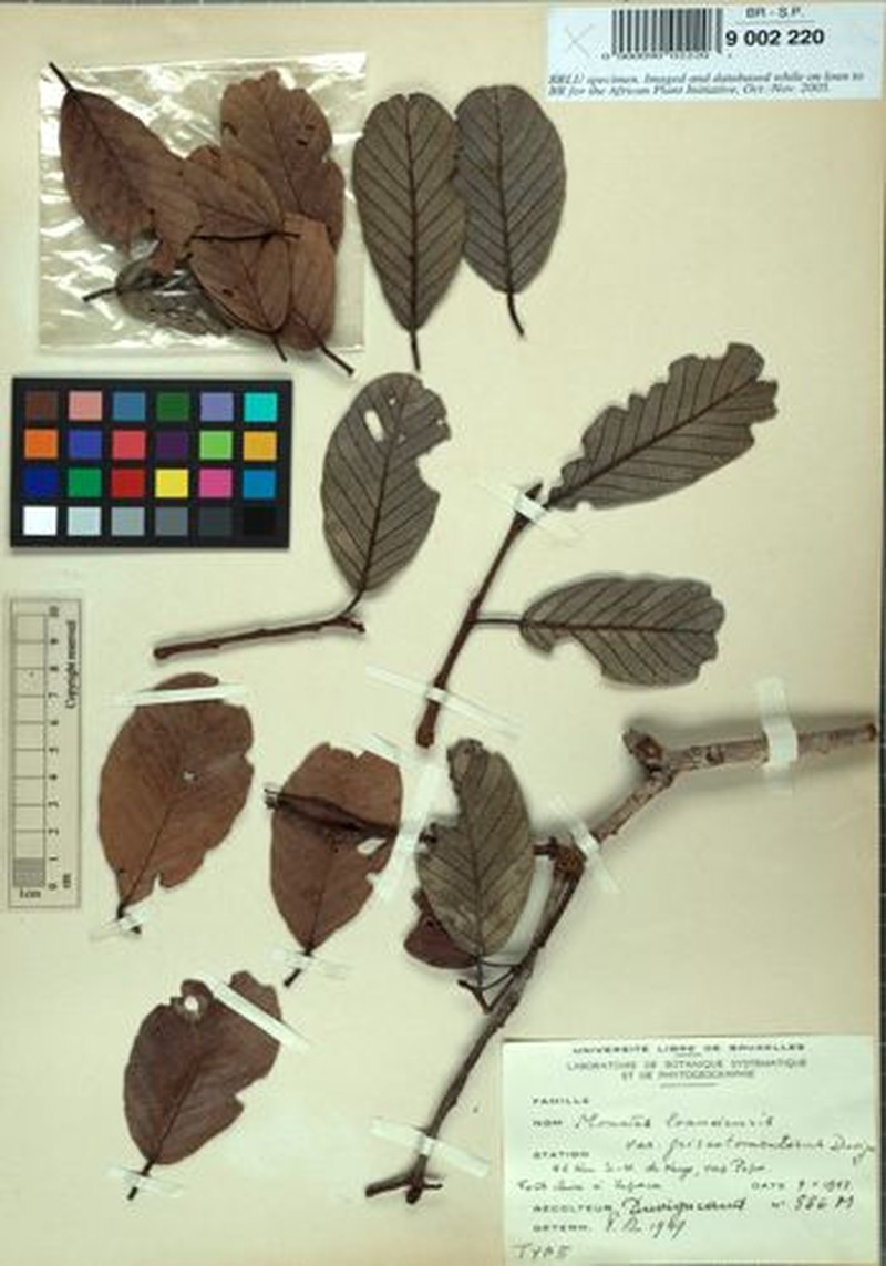 Monotes hypoleucus var. loandensis photo 4