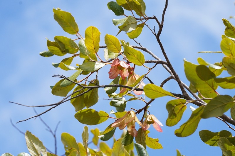 Monotes madagascariensis