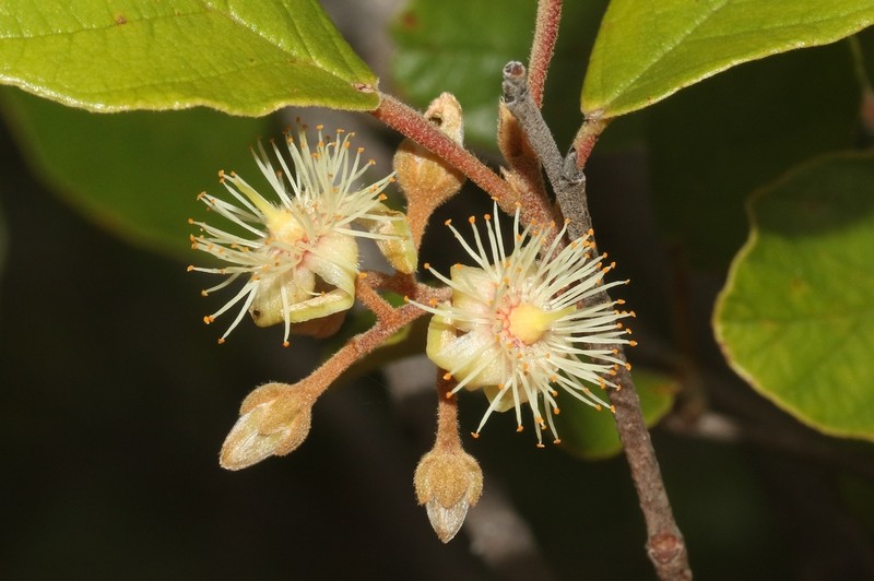 Monotes madagascariensis photo 2