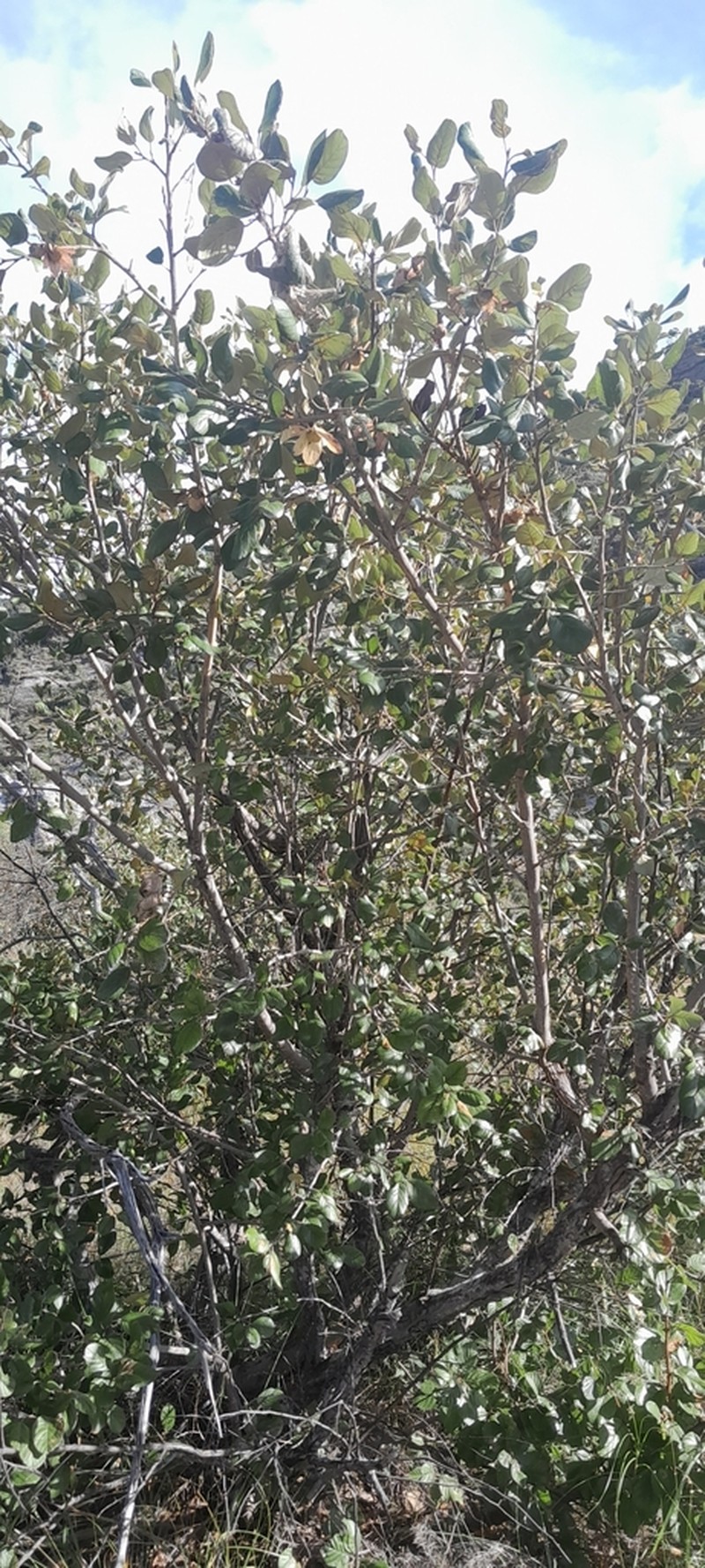 Monotes madagascariensis photo 3