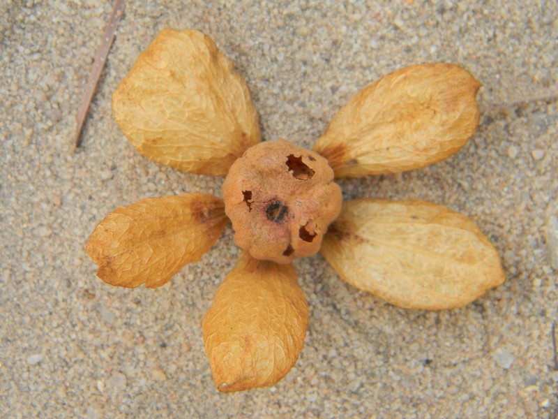 Monotes madagascariensis photo 4
