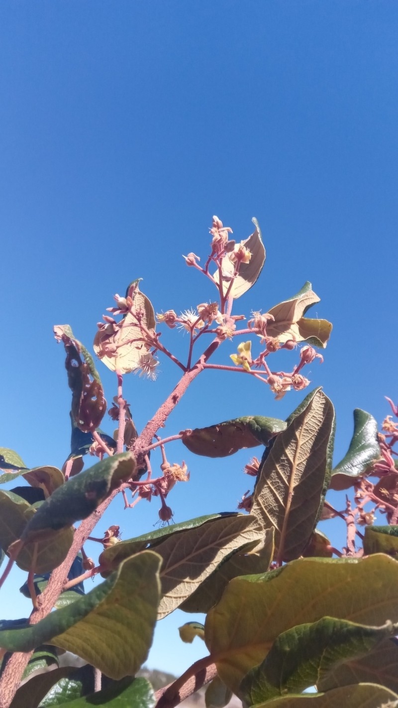 Monotes madagascariensis photo 5