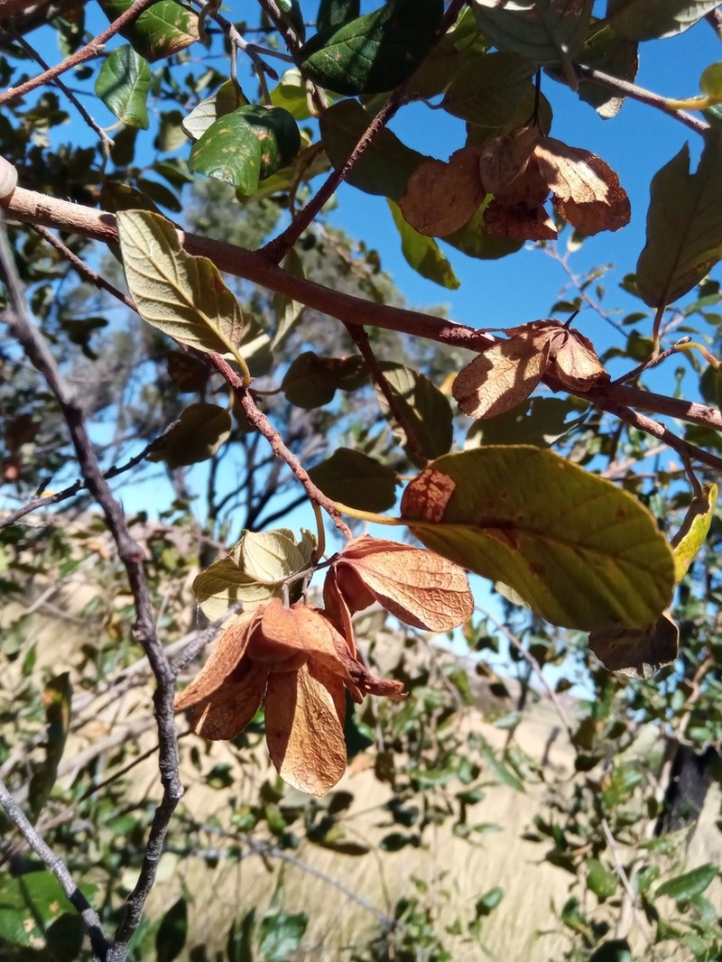 Monotes madagascariensis photo 6