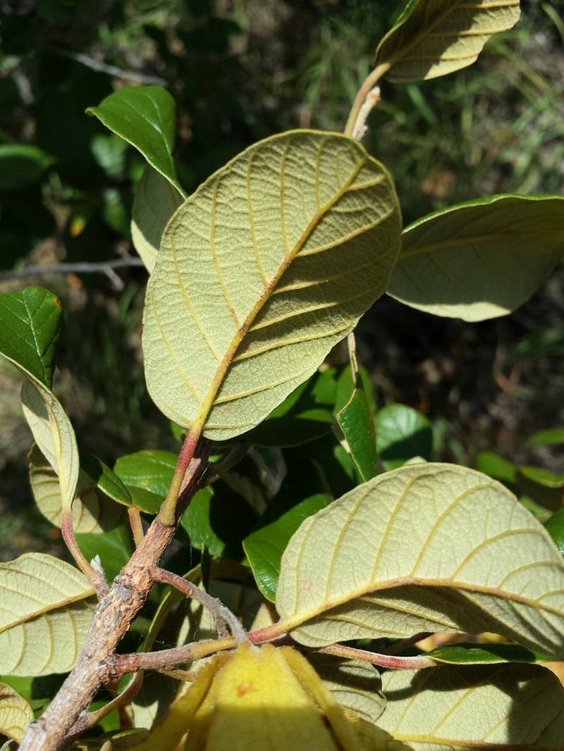Monotes madagascariensis photo 7