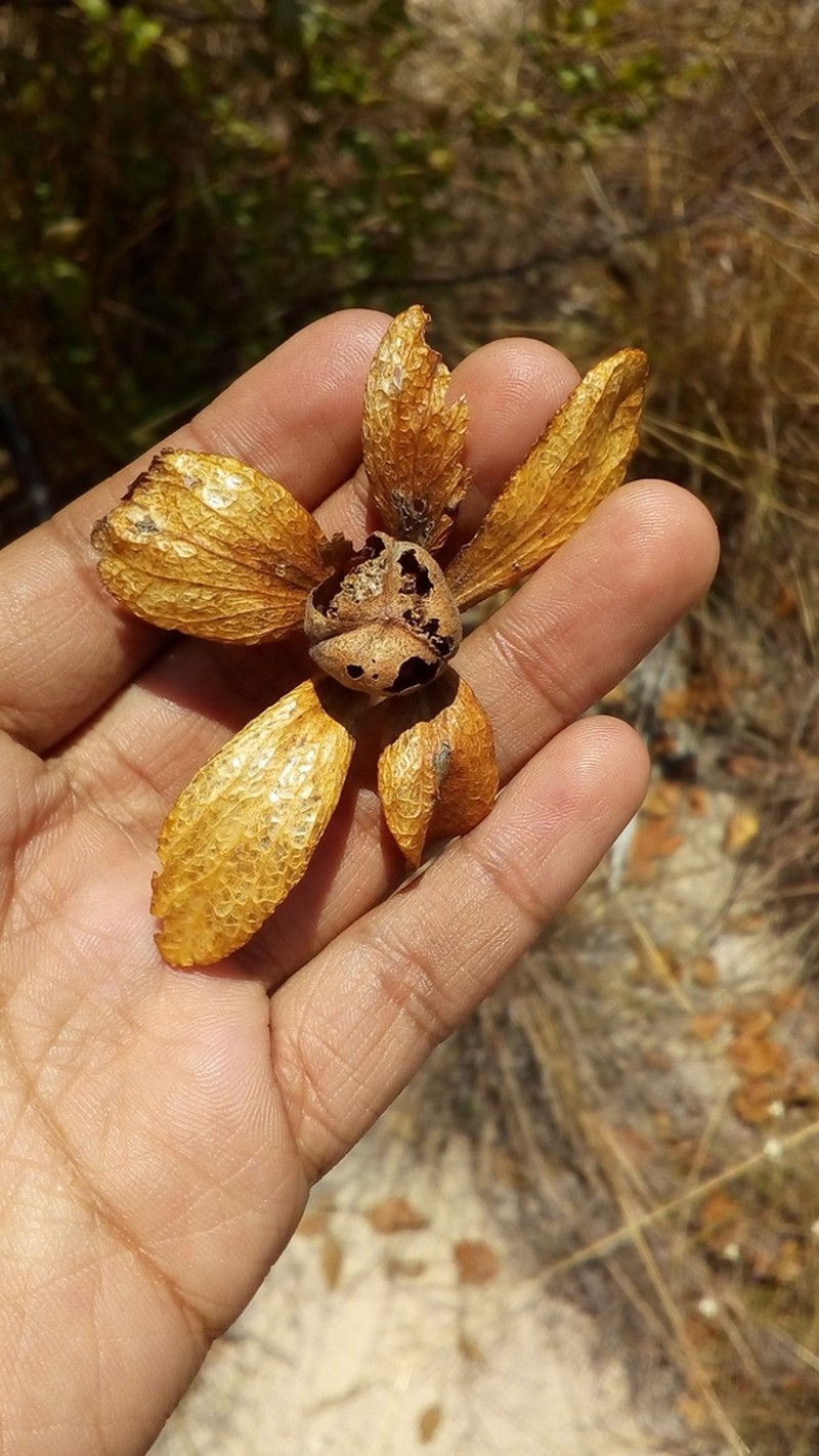 Monotes madagascariensis photo 8