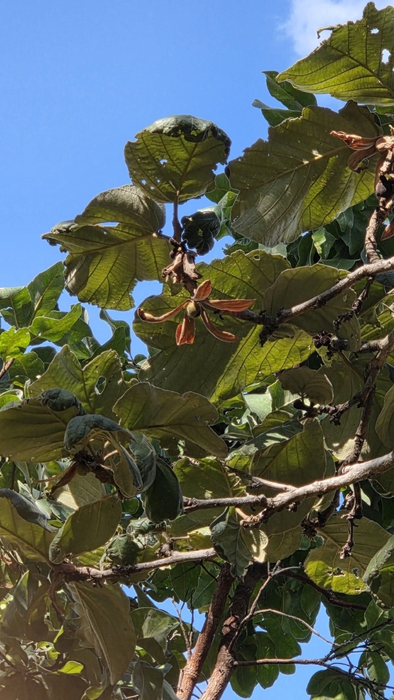 Monotes magnificus