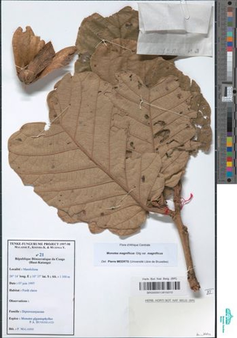 Monotes magnificus var. gigantophyllus