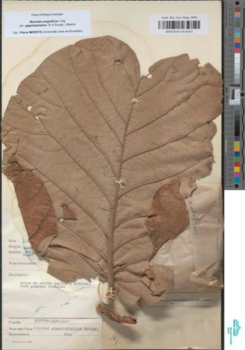 Monotes magnificus var. gigantophyllus photo 2