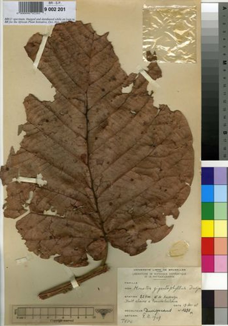Monotes magnificus var. gigantophyllus photo 3