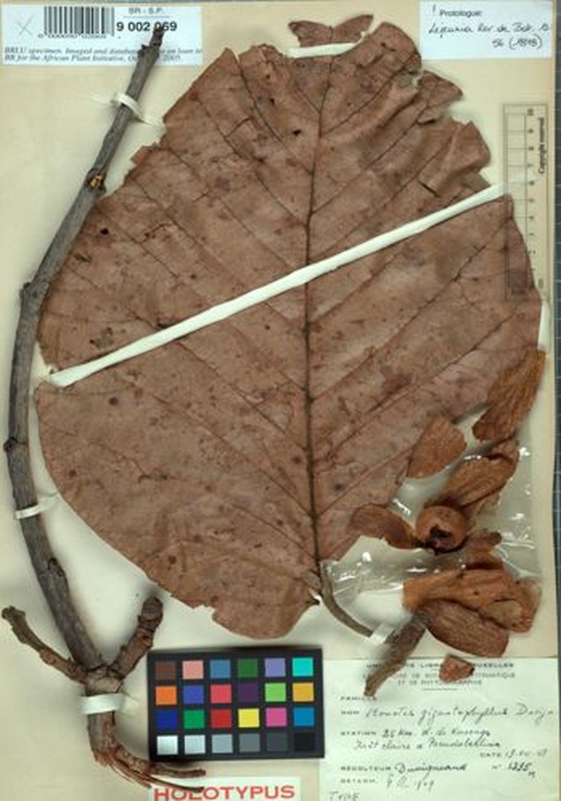 Monotes magnificus var. gigantophyllus photo 4