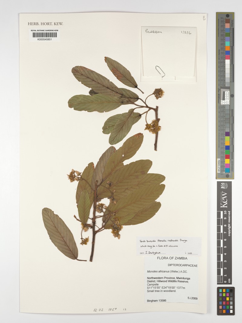 Monotes redheadii