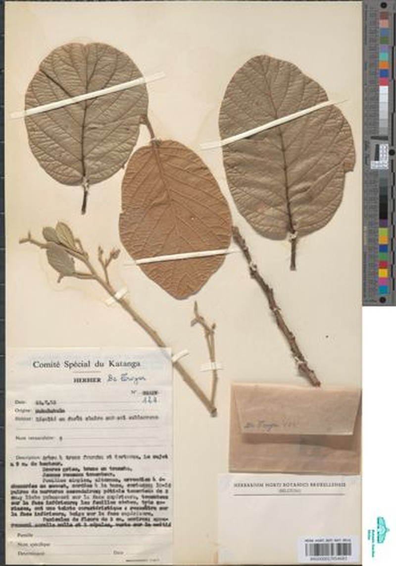 Monotes rubriglans