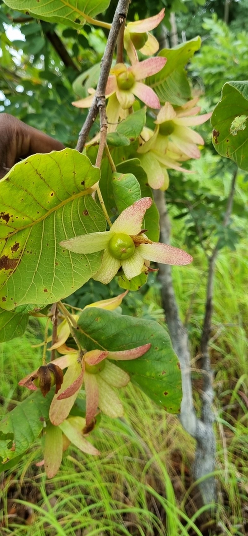 Monotes rufotomentosus