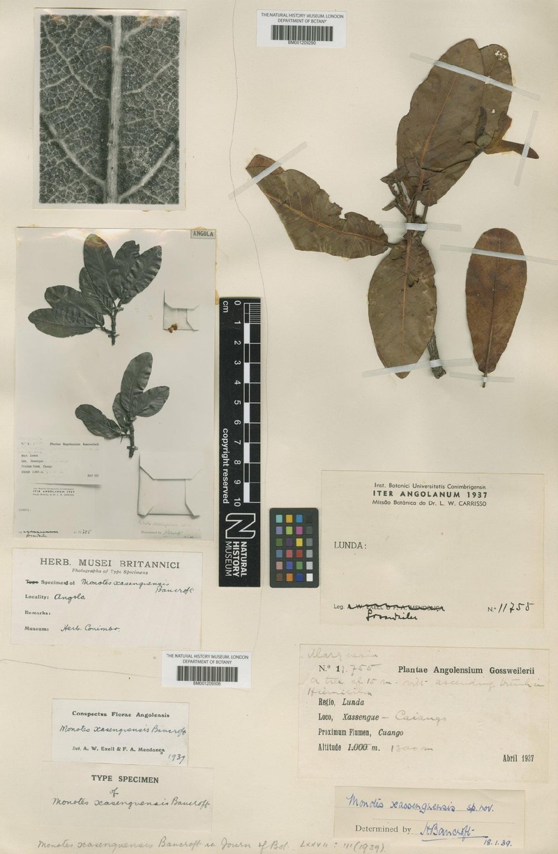 Monotes xasenguensis photo 2