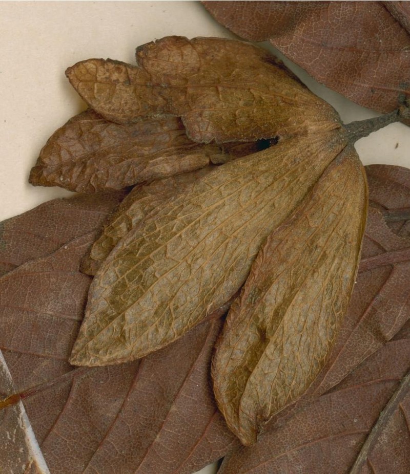 Monotes xasenguensis