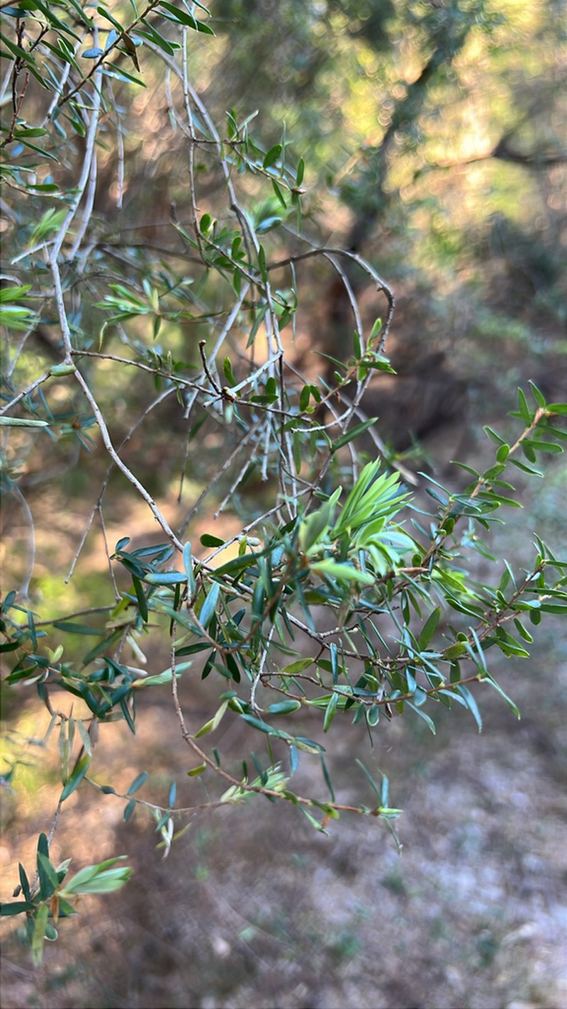 Monotoca elliptica
