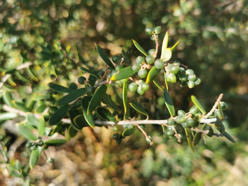 Monotoca elliptica photo 2