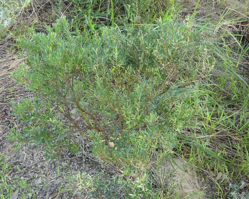 Monotoca elliptica photo 3