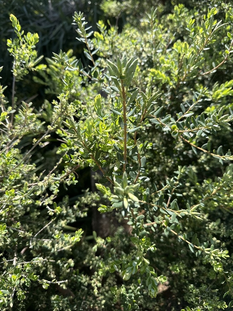 Monotoca elliptica photo 6