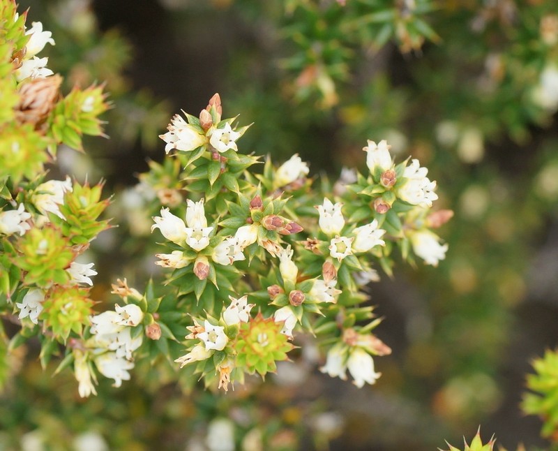 Monotoca empetrifolia