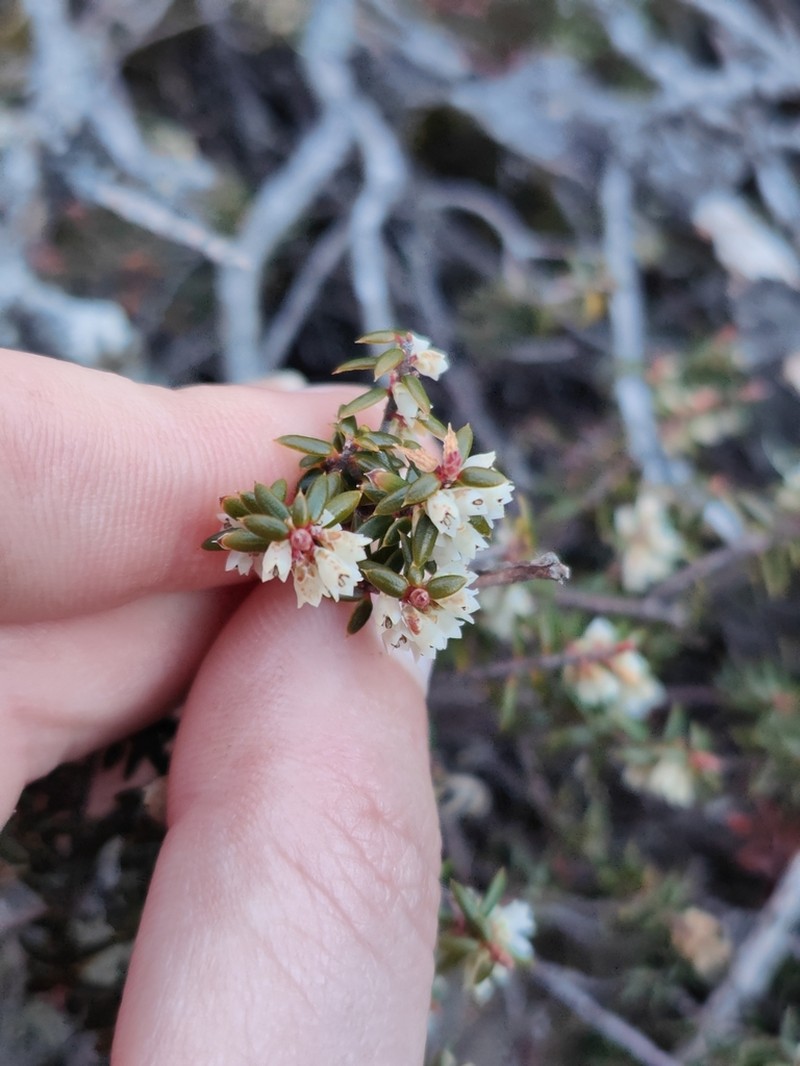 Monotoca empetrifolia photo 2