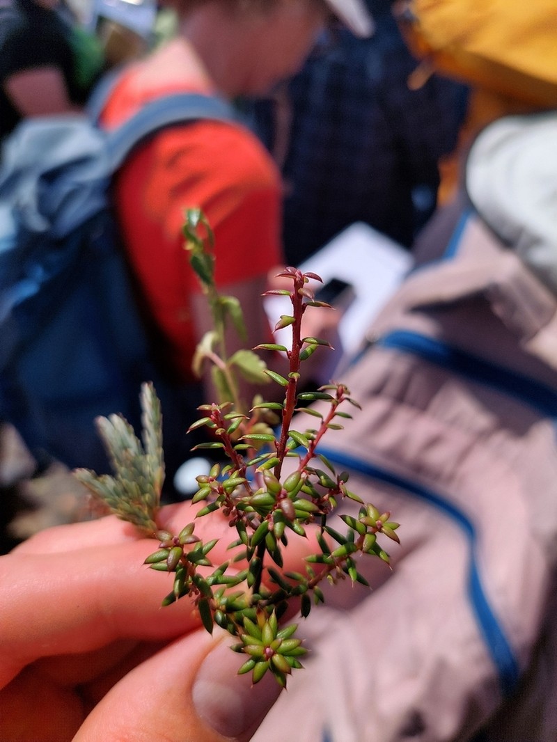 Monotoca empetrifolia photo 3